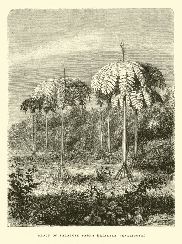 Groep Tarapote Palmen, Iriartea ventricosa door Edouard Riou