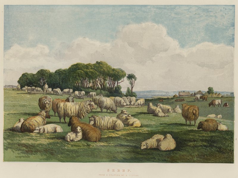 Schapen door Edward Duncan