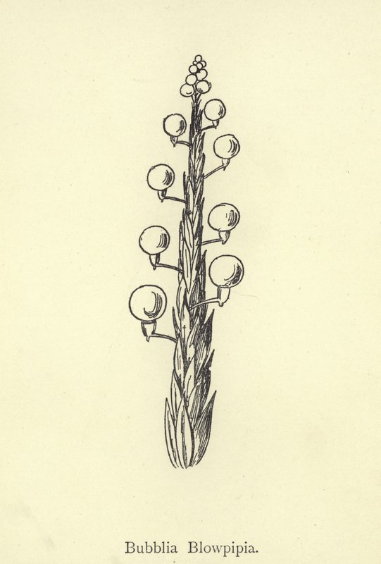 Bubblia Blowpipia door Edward Lear