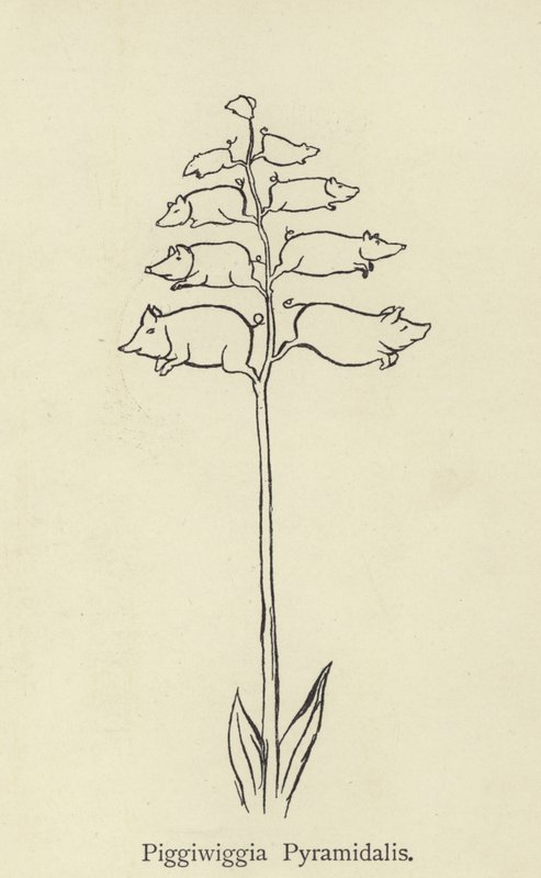 Piggiwiggia Pyramidalis door Edward Lear