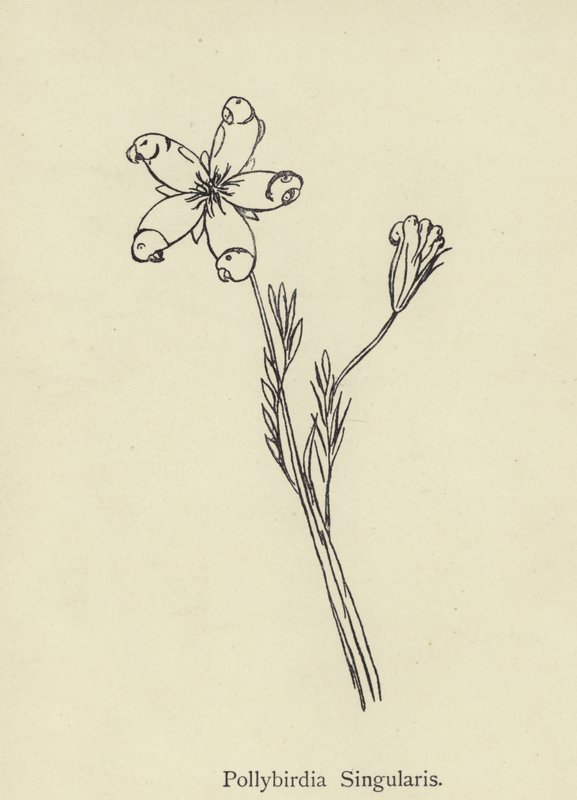 Pollybirdia Singularis door Edward Lear