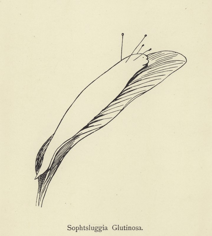 Sophtsluggia Glutinosa door Edward Lear