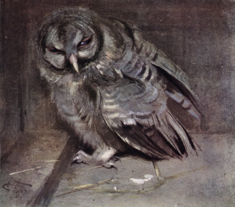 Jonge Bruine Uil door Edwin John Alexander