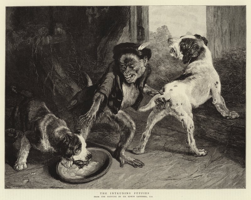 De indringende puppy