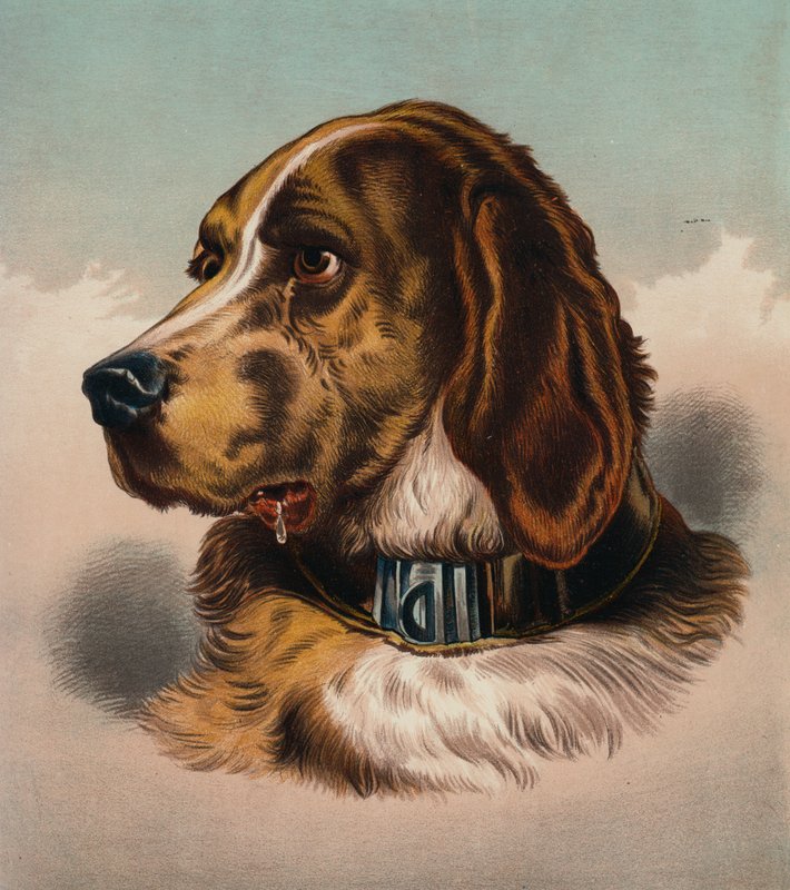 De Bloedhond (?) door Edwin (after) Landseer