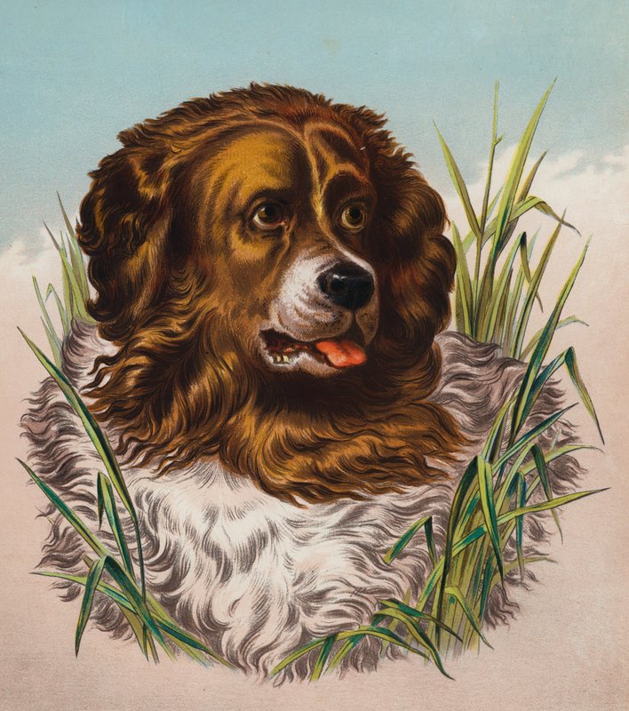 De Newfoundland door Edwin (after) Landseer