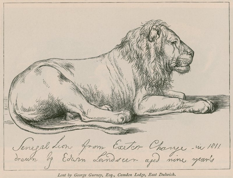 Senegalese Leeuw van Exeter Change door Edwin Landseer