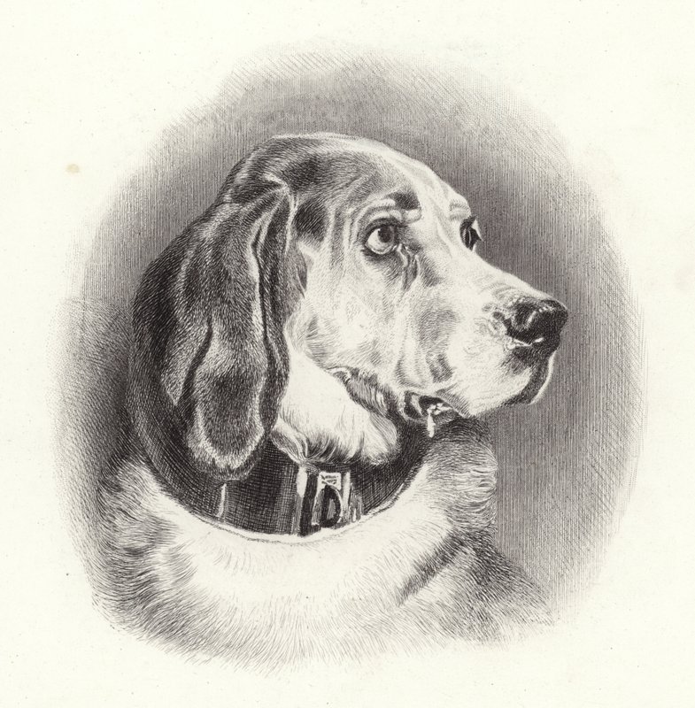 De Bloedhond door Edwin Landseer