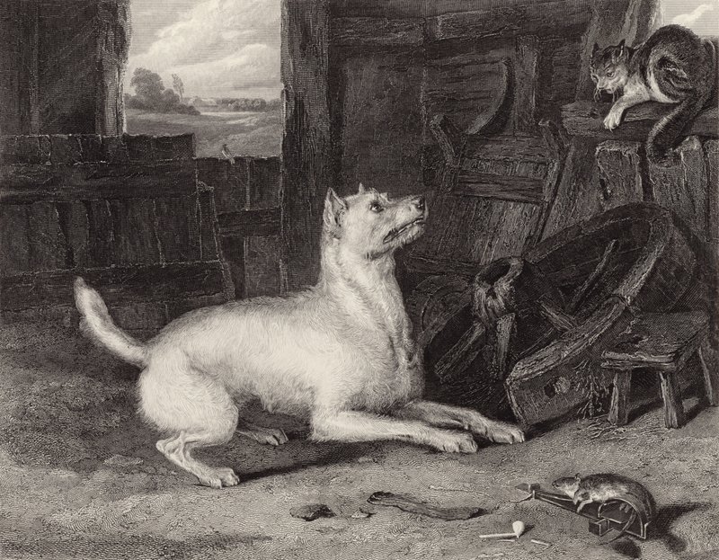De indringer door Edwin Landseer