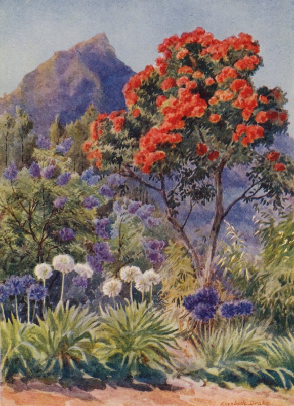 Scharlaken bloeiende Eucalyptus, bij Kaapstad (kleurenlitho) door Elizabeth Drake
