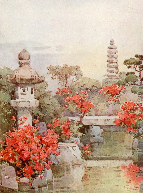 Azalea