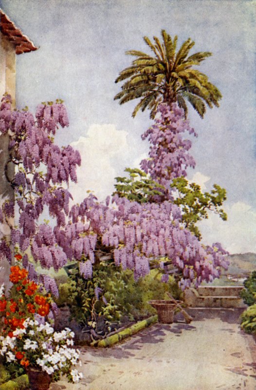 Wisteria, Quinta Da Levada door Ella Du Cane