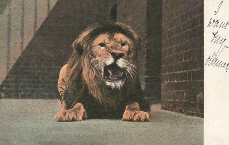 Leeuw in dierentuin, grommend door English School