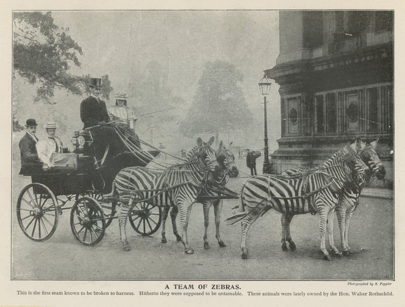 Een Team van Zebra