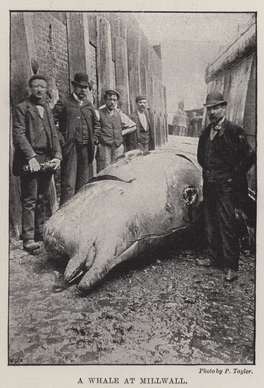 Een walvis in Millwall door English Photographer