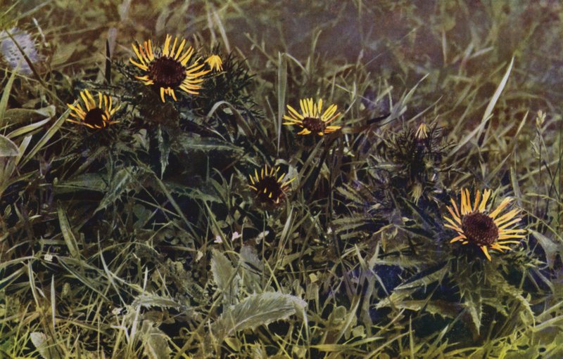 Carlina distels (foto) door English Photographer