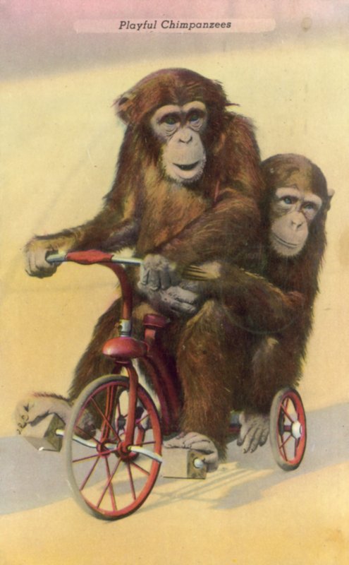 Fietsende chimpansees door English Photographer