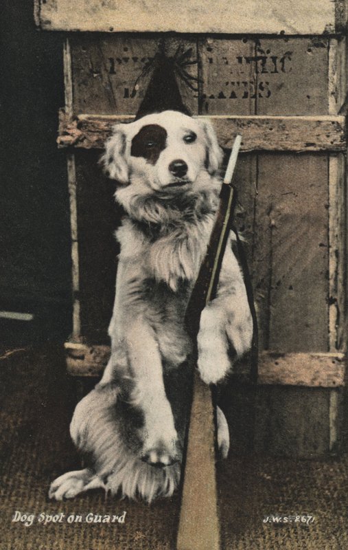 Hond met een geweer door English Photographer