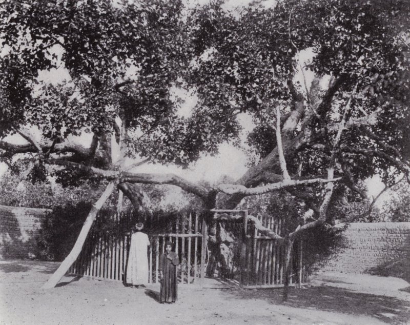 Egypte: De Boom van de Maagd door English Photographer
