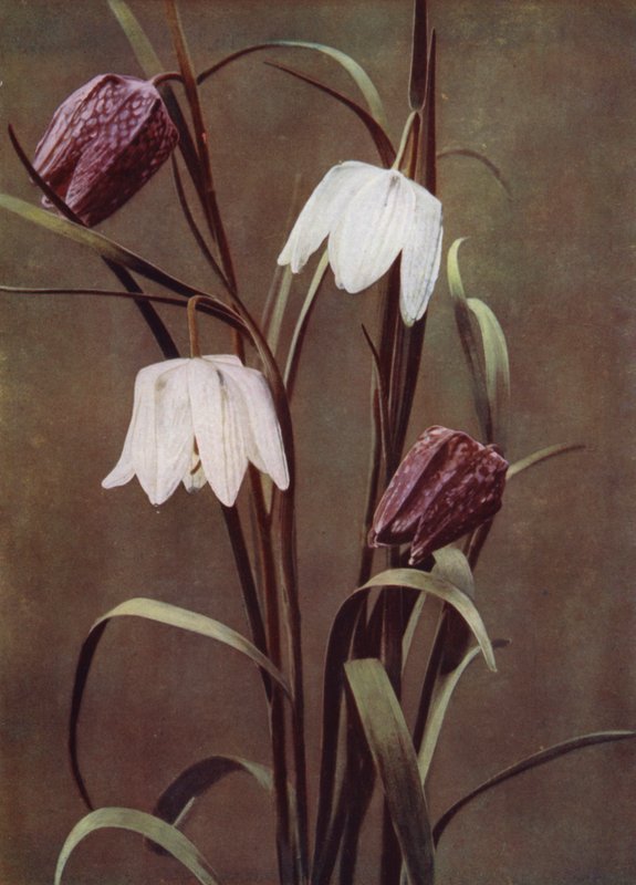 Kievitsbloemen door English Photographer