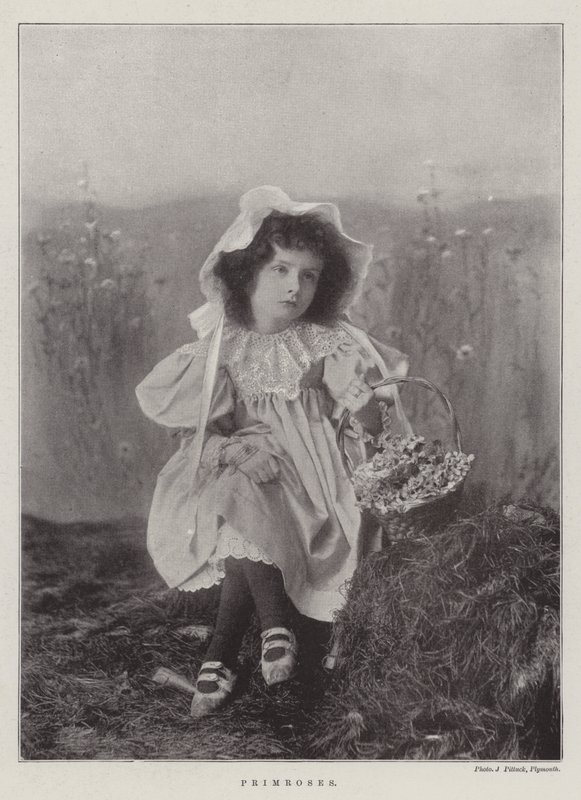 Primula