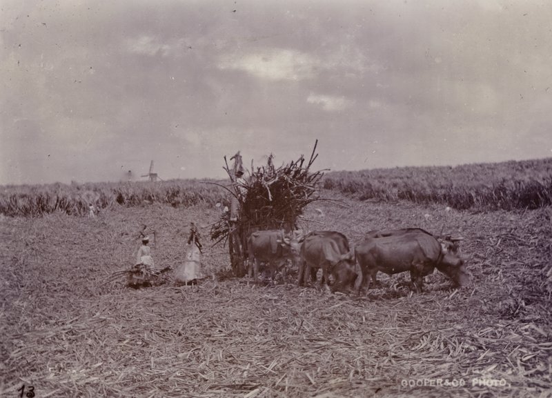 Suikerplantage, Barbados, 1880 door English Photographer