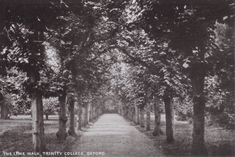 De Linde Wandelgang, Trinity College, Oxford door English Photographer
