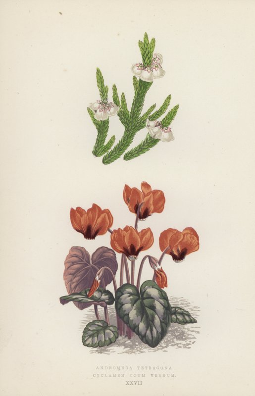 Andromeda Tetragona; Cyclamen Coum Vernum (kleur litho) door English School