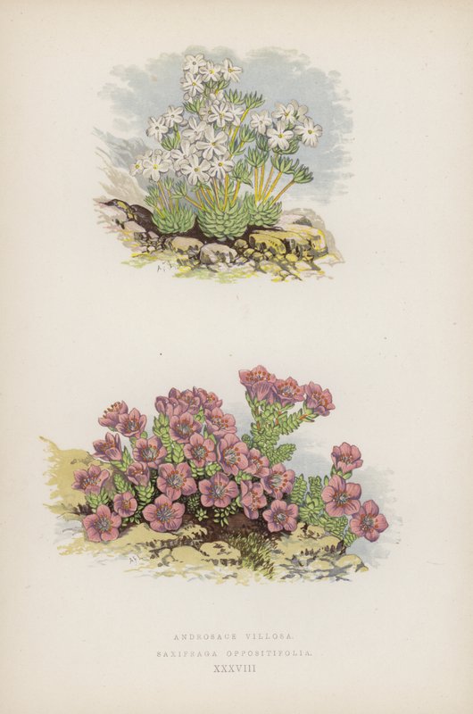 Androsace Villosa; Saxifraga Oppositifolia (kleur litho) door English School