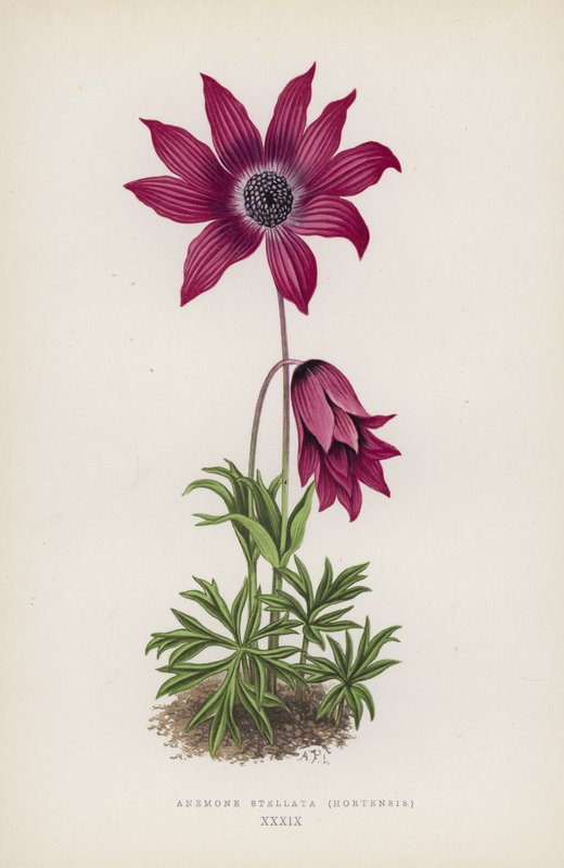 Anemone Stellata, Hortensis (kleur litho) door English School