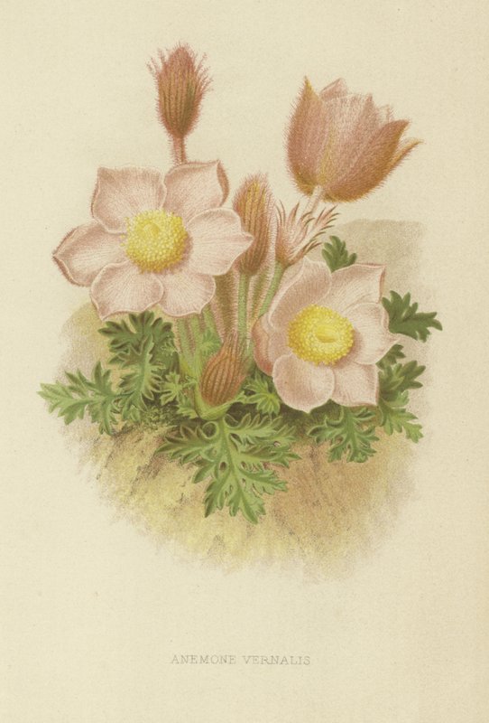 Anemone vernalis door English School