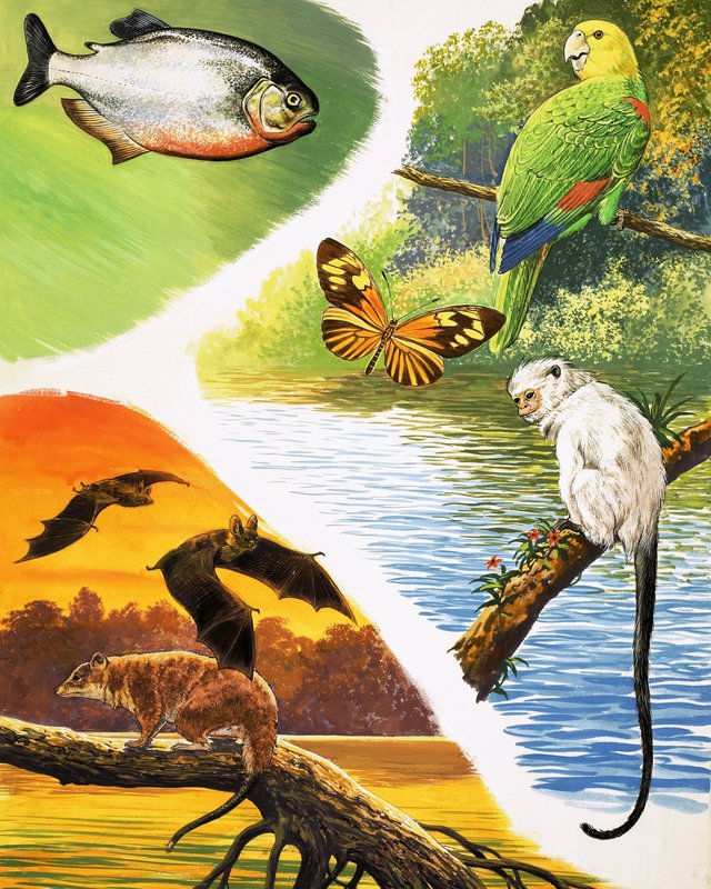 Dieren die je in Brazilië kunt vinden door English School