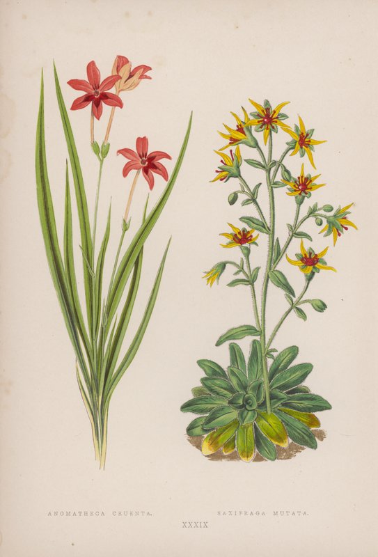 Anomatheca Cruenta; Saxifraga Mutata (kleur litho) door English School