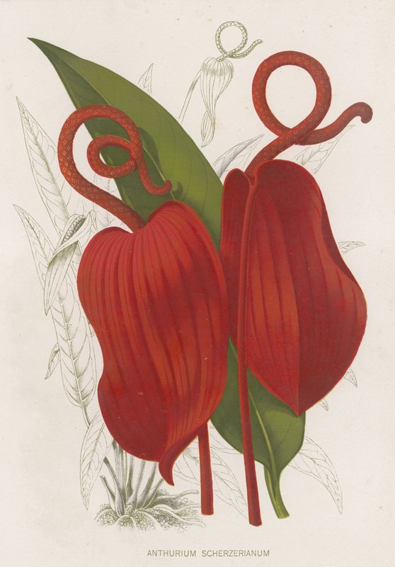 Anthurium Scherzerianum door English School