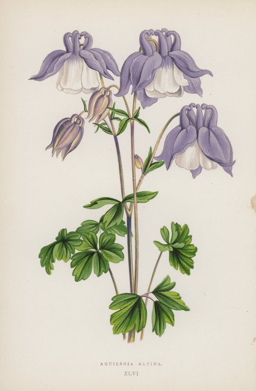 Aquilegia Alpina door English School