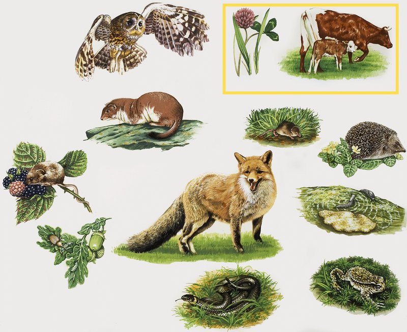 Diverse dieren door English School