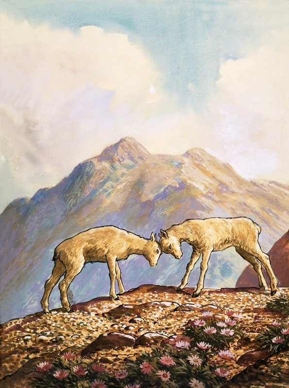 Barbary schaap door English School
