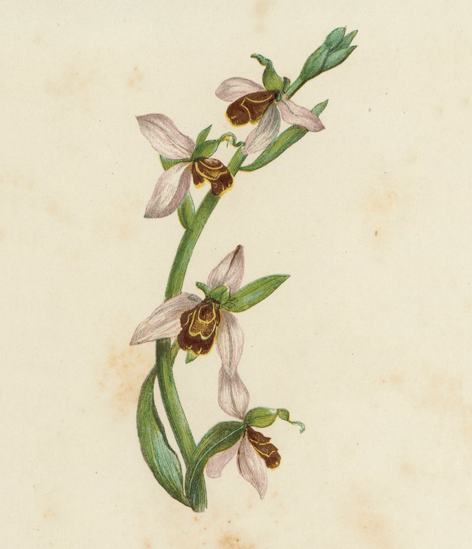 Bijenorchis, Ophrys Apifera door English School
