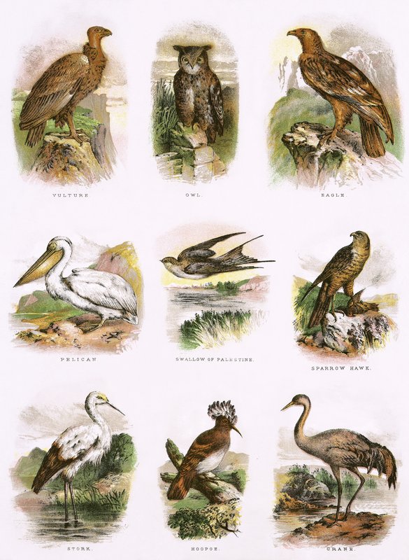 Bijbelse natuurlijke historie door English School