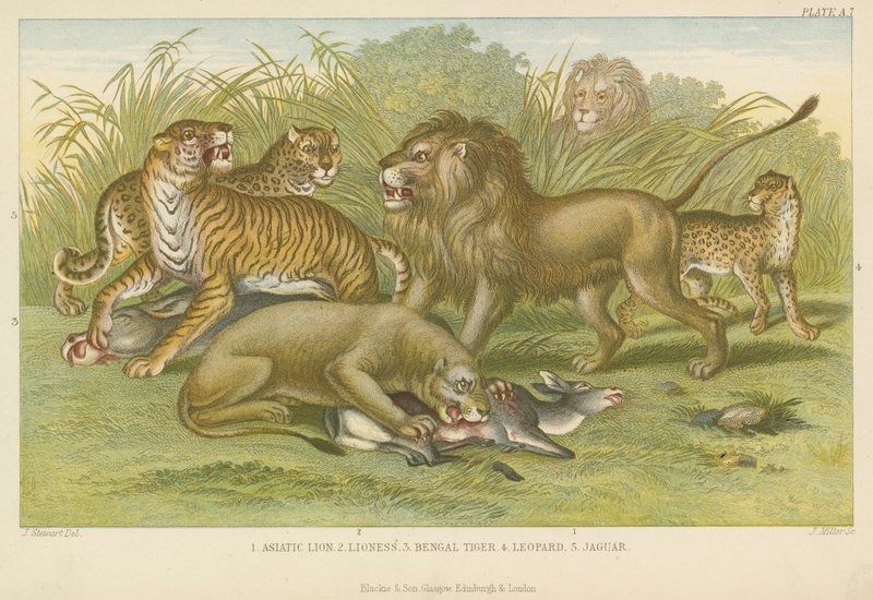 Grote katten (ingekleurde gravure) door English School