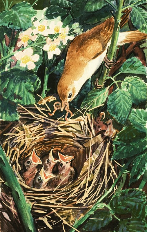 Vogel voedt kuikens in nest door English School