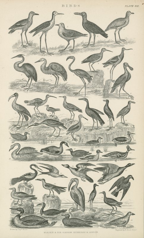 Vogels (gravure) door English School