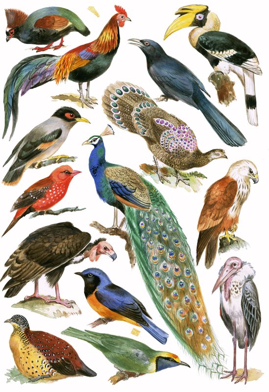 Vogels door English School