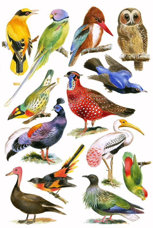 Vogels door English School