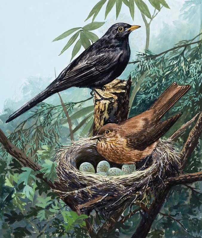Vogels en nest door English School