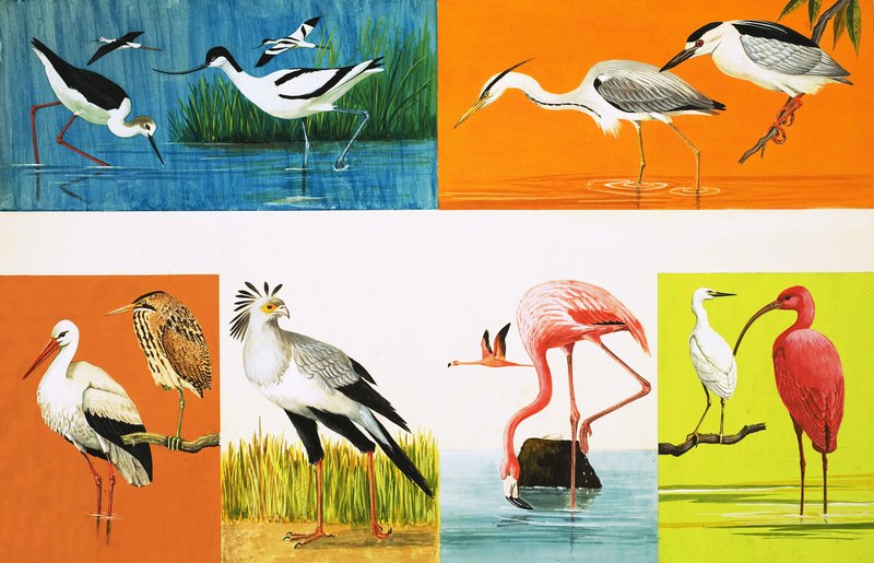 Vogels met lange poten door English School