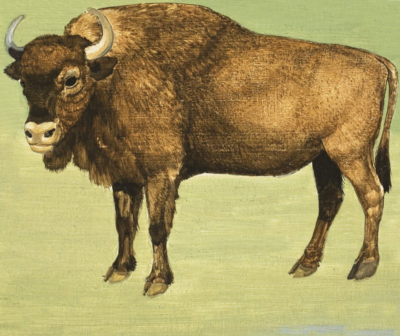 Bizon of Amerikaanse Buffel door English School