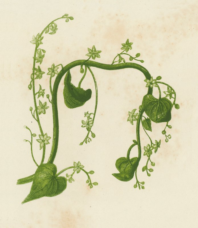 Zwarte Bryony, Tamus Communis door English School