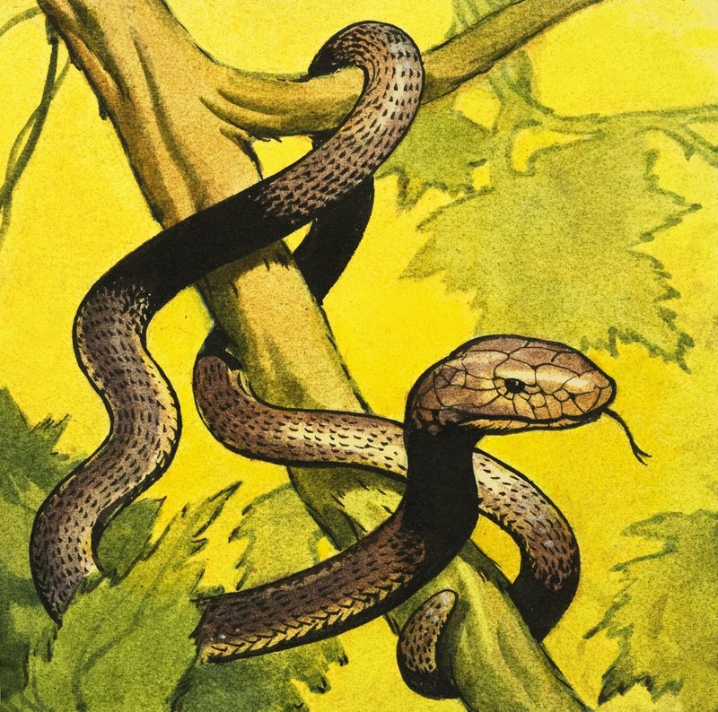 Zwarte Mamba door English School