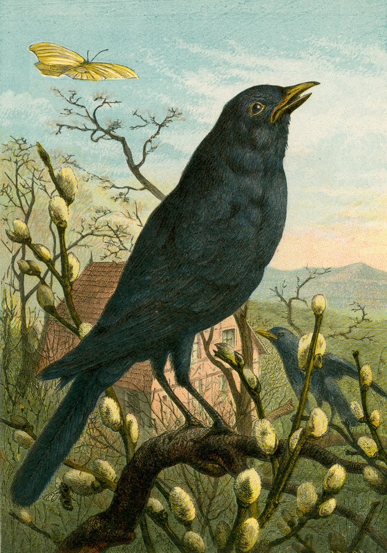 Zwarte vogel door English School